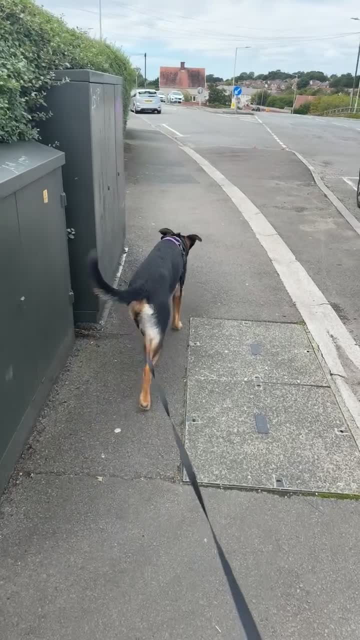 Sheprador dogs for sale: ASAP REHOMING Sheprador in Swansea - Video 1