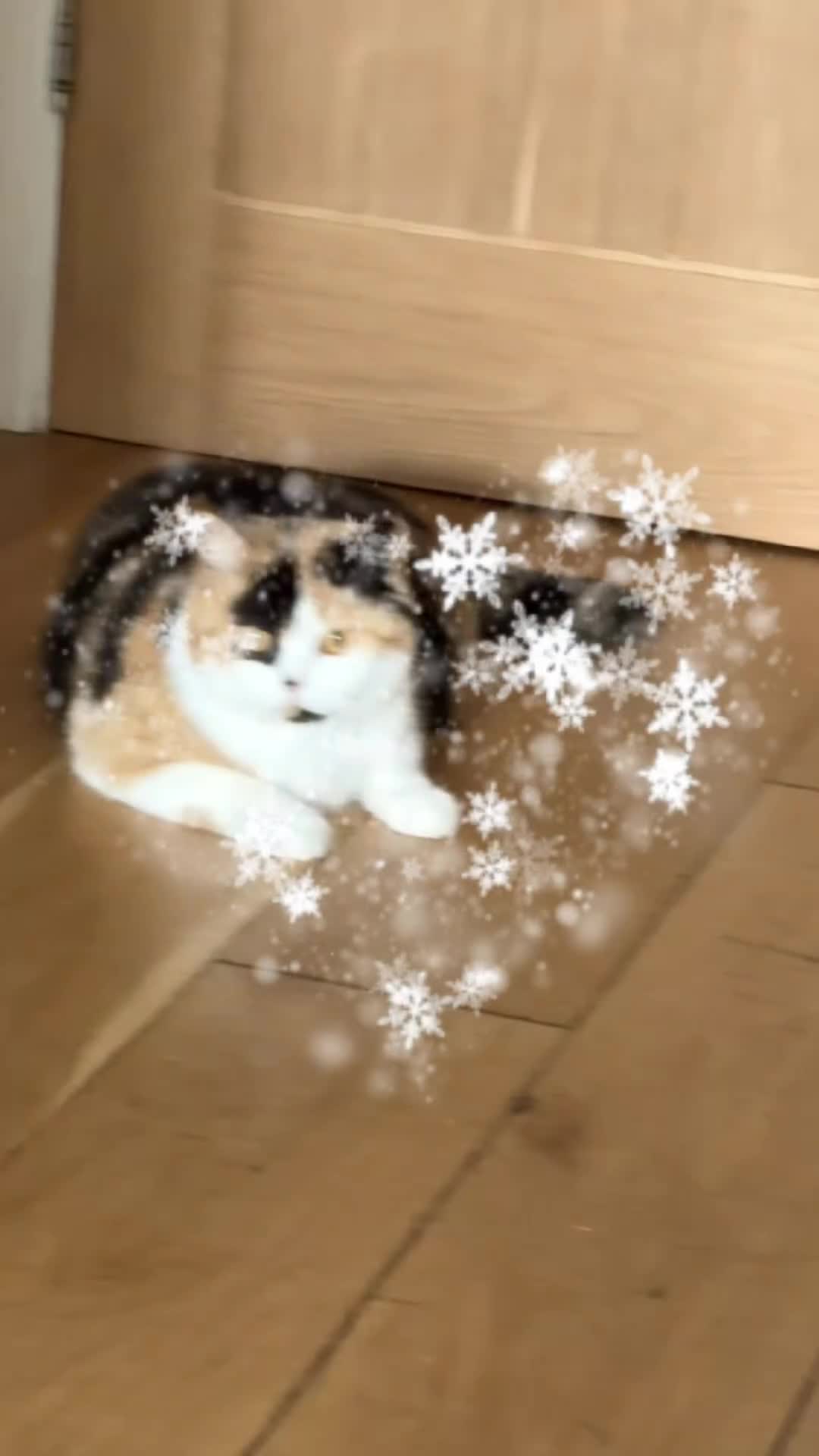 British Shorthair cats for sale:   ❤️Layla❤️ BSH tortie  - Video 1