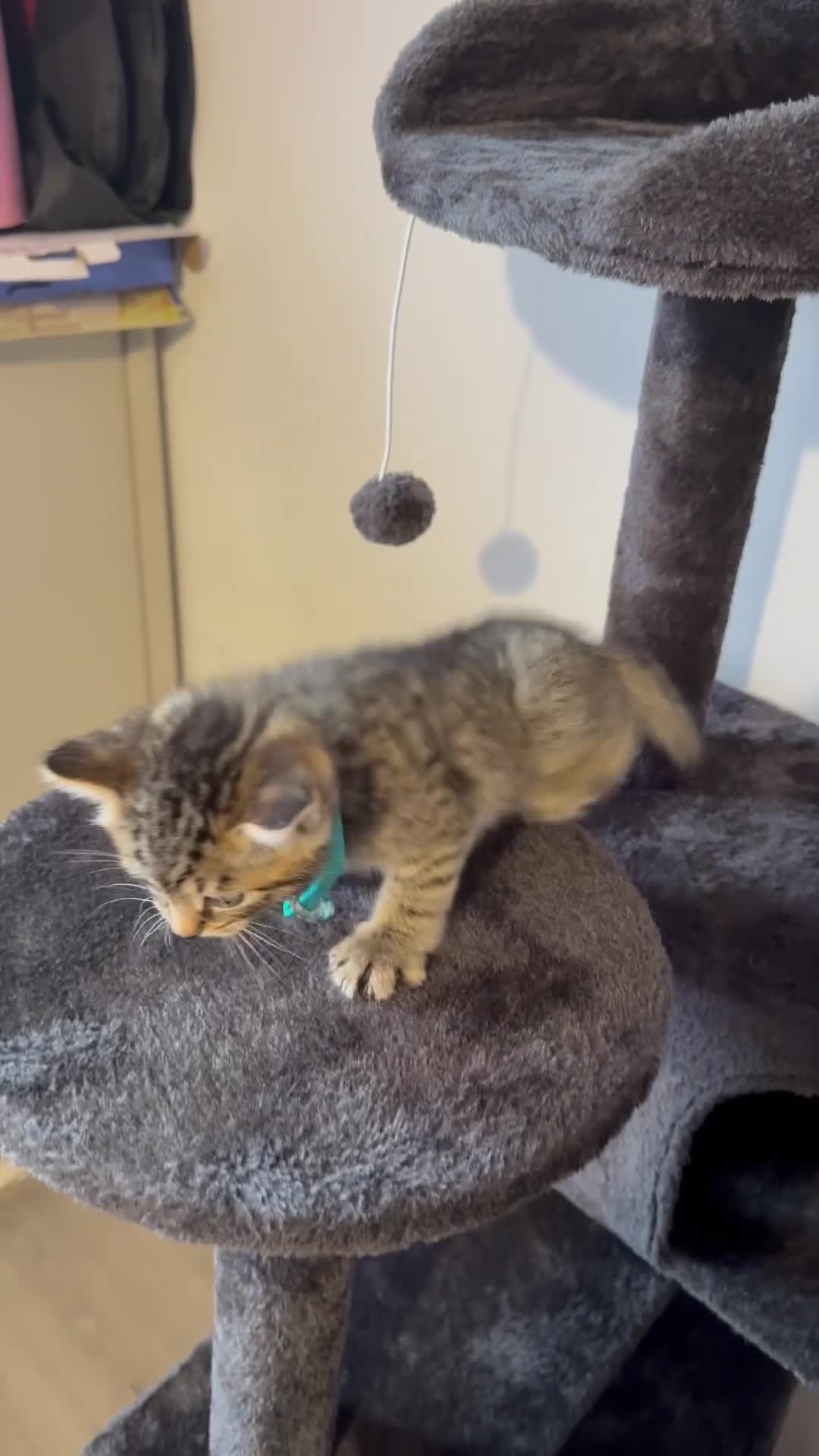 Ragcoon cats for sale: RAGCOONS ragdoll mainecoons  - Video 4