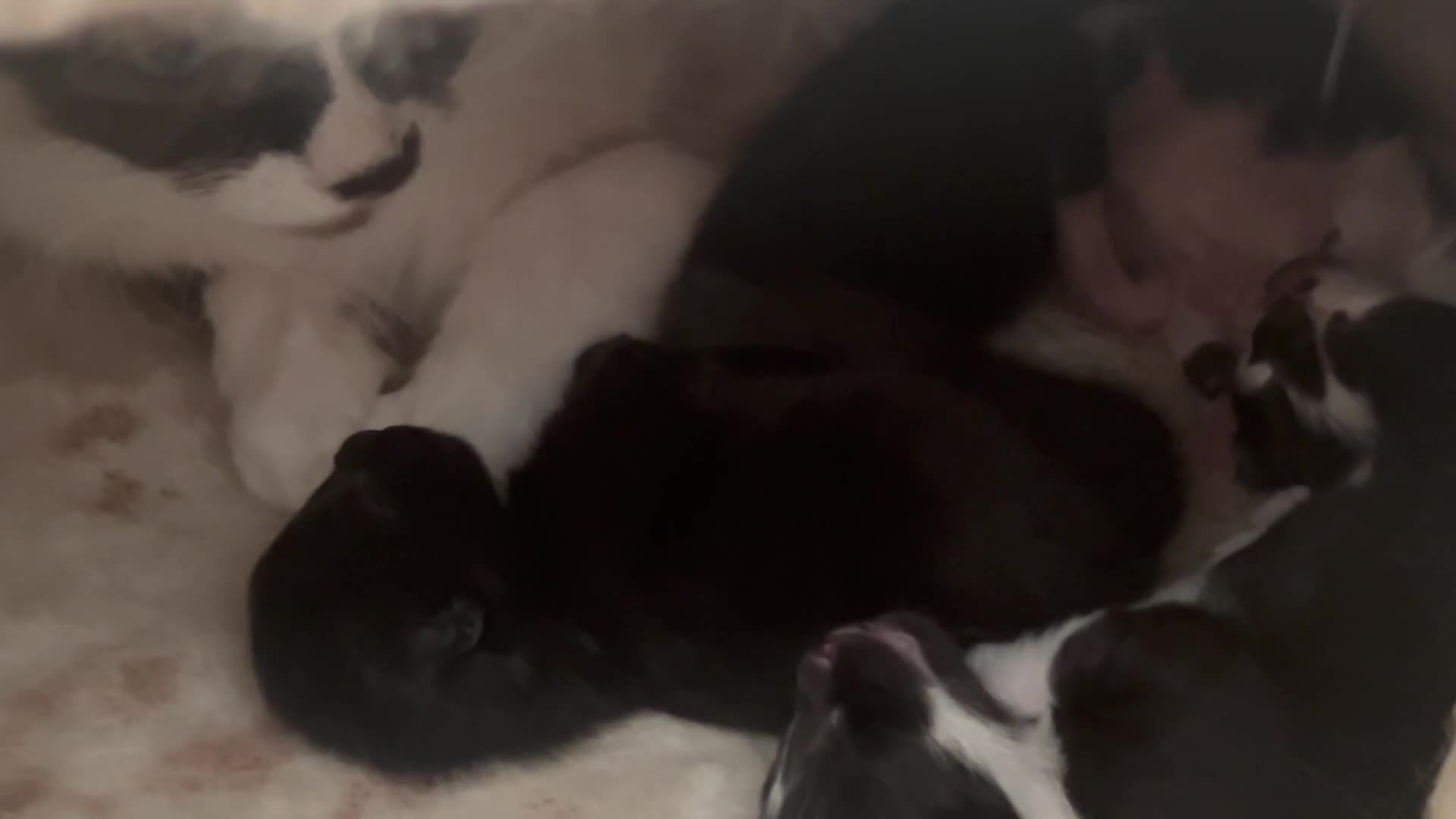 Ragdoll cats for sale: Ragdoll mix 4 kittens  in Oxford - Video 2