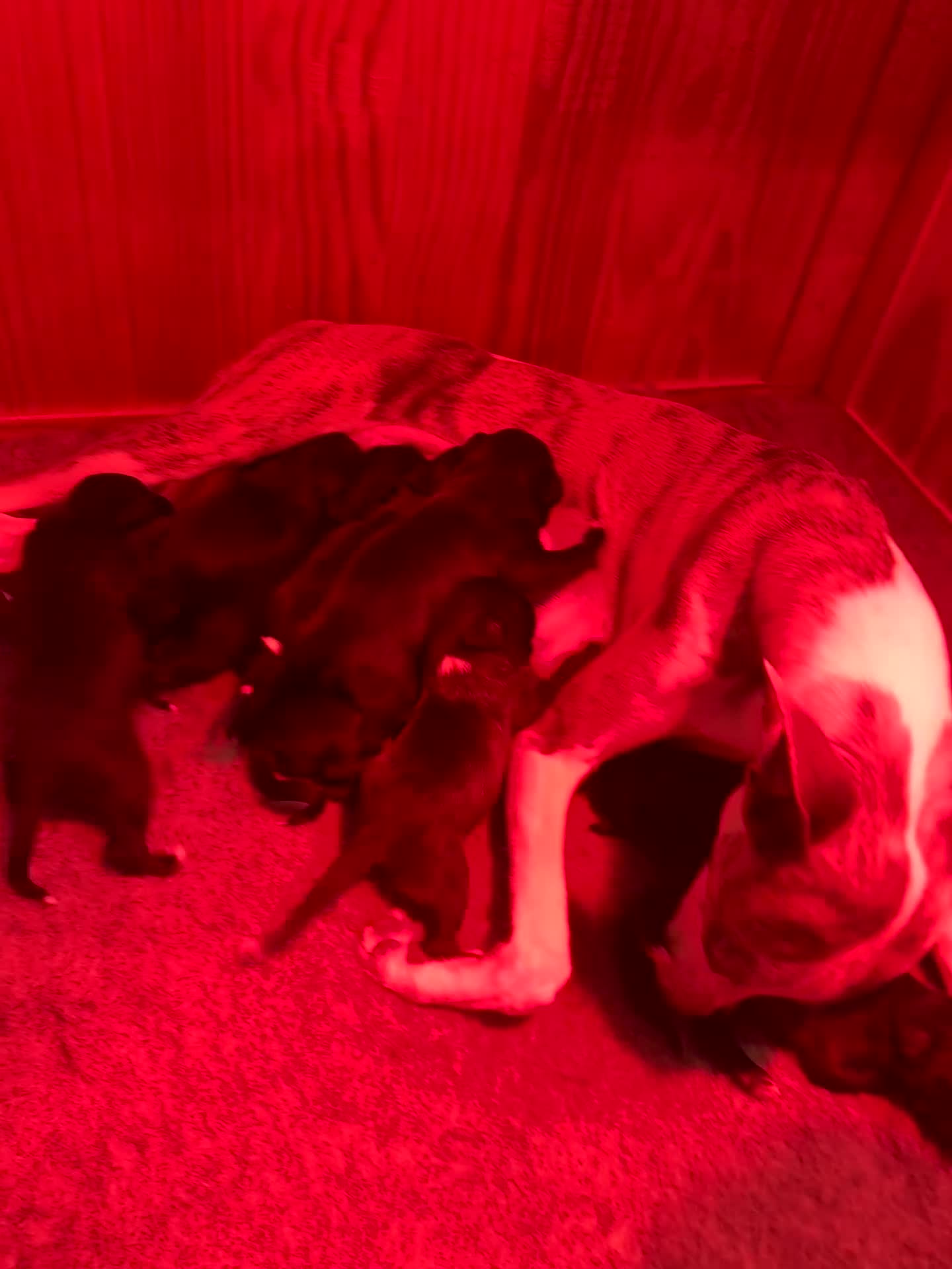Mixed Breed dogs for sale: Stunning F1 Beddy Whippet Pups — Hearts Will Melt - Video 1