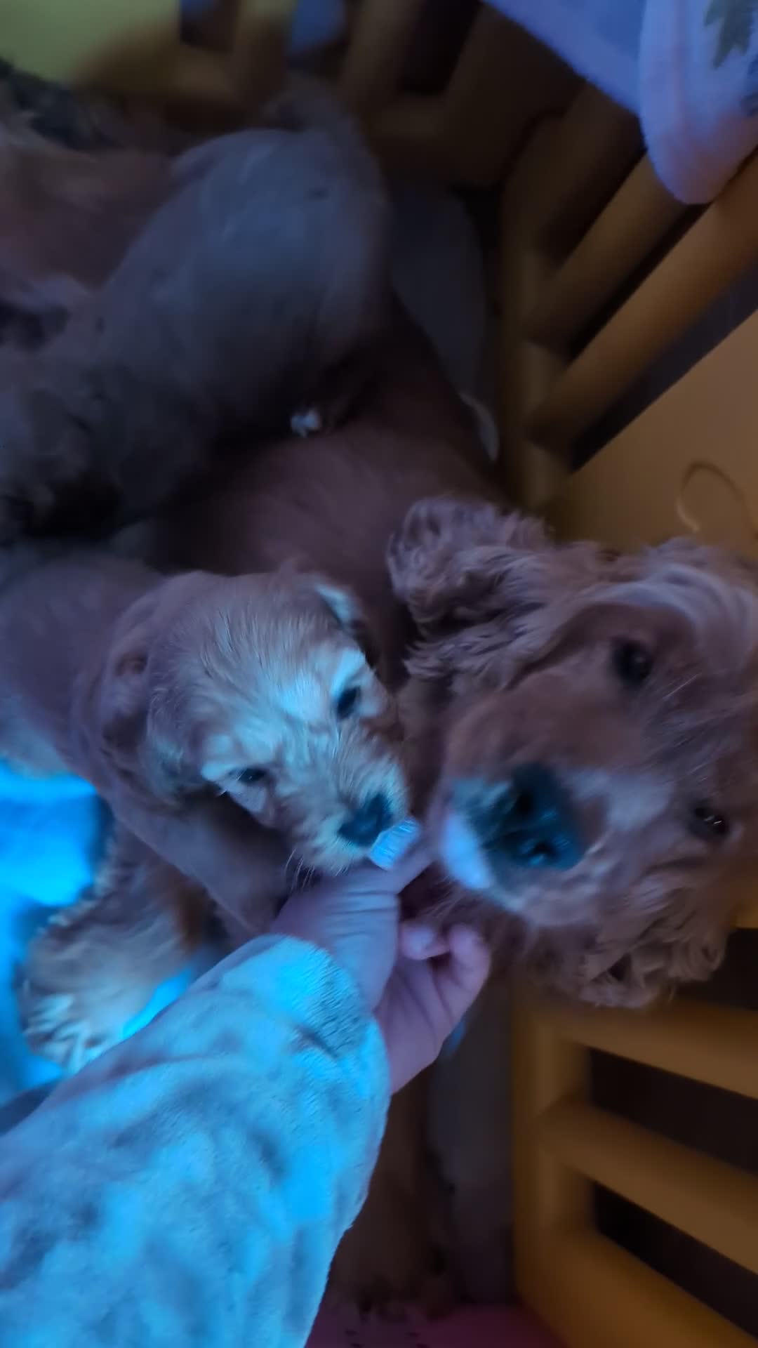Cockapoo dogs for sale: Red show type cockapoo puppies DNA clear - Video 1