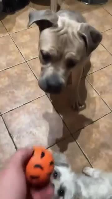 Cane Corso dogs for sale: Female cane corso  - Video 1