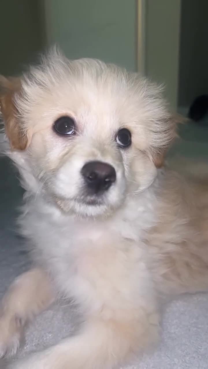 Mixed Breed dogs for sale: 6 month mixed boy for sale in Romney Marsh - Video 1