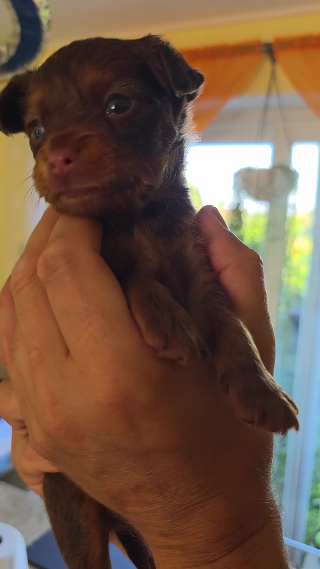 Russian Toy Terrier dogs for sale: Russian Toy long-haired puppies  - Video 1