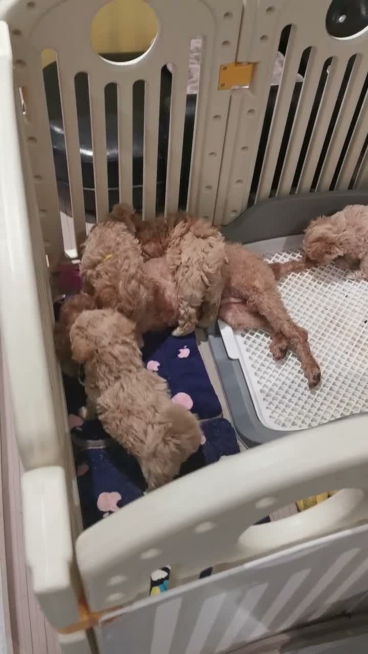 Maltipoo dogs for sale: Tiny Maltipoo F1 KC Parents Extensively DNA Clear  - Video 2