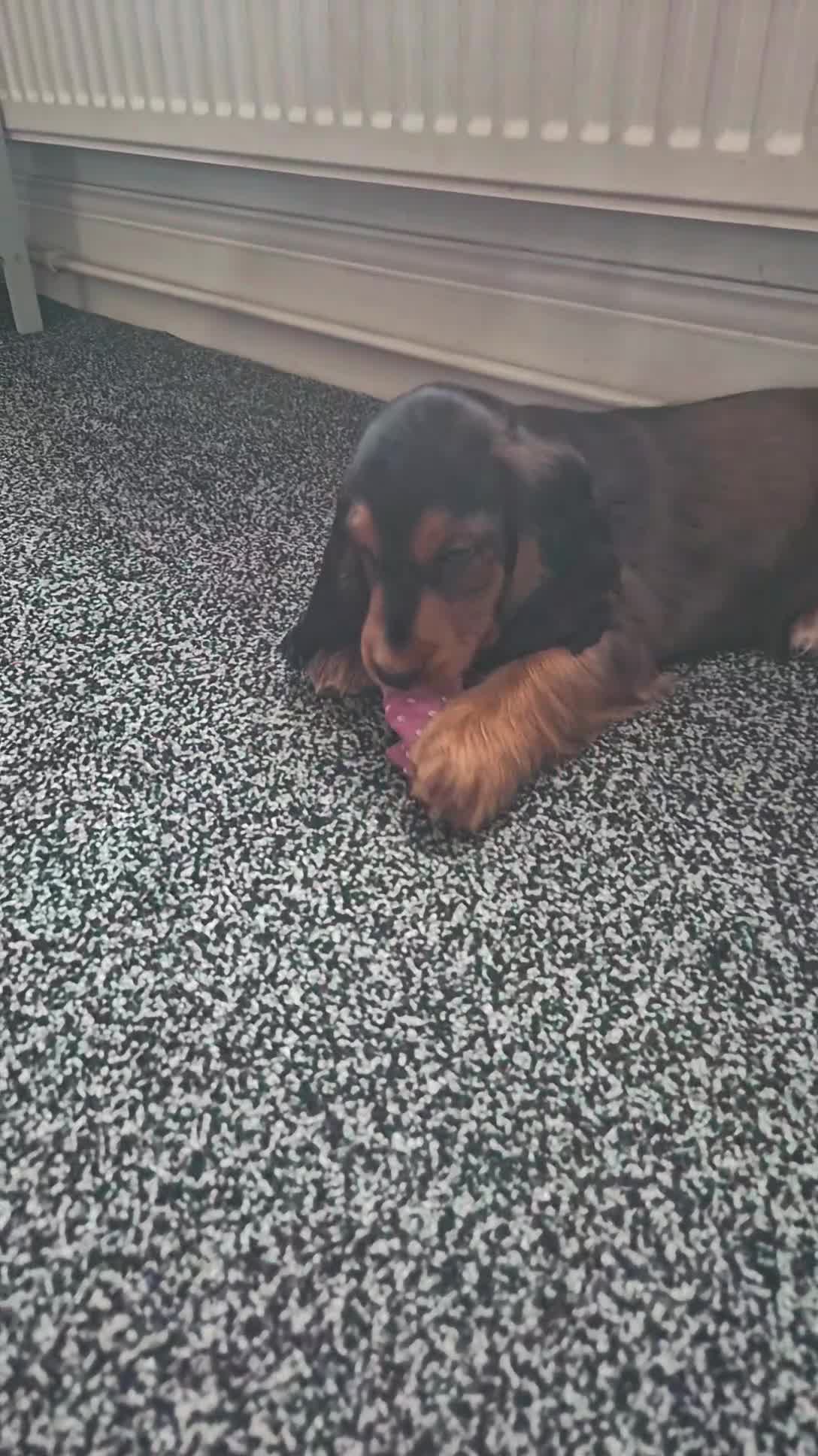 Cockapoo dogs for sale: Cockerpoo girls puppy - Video 1