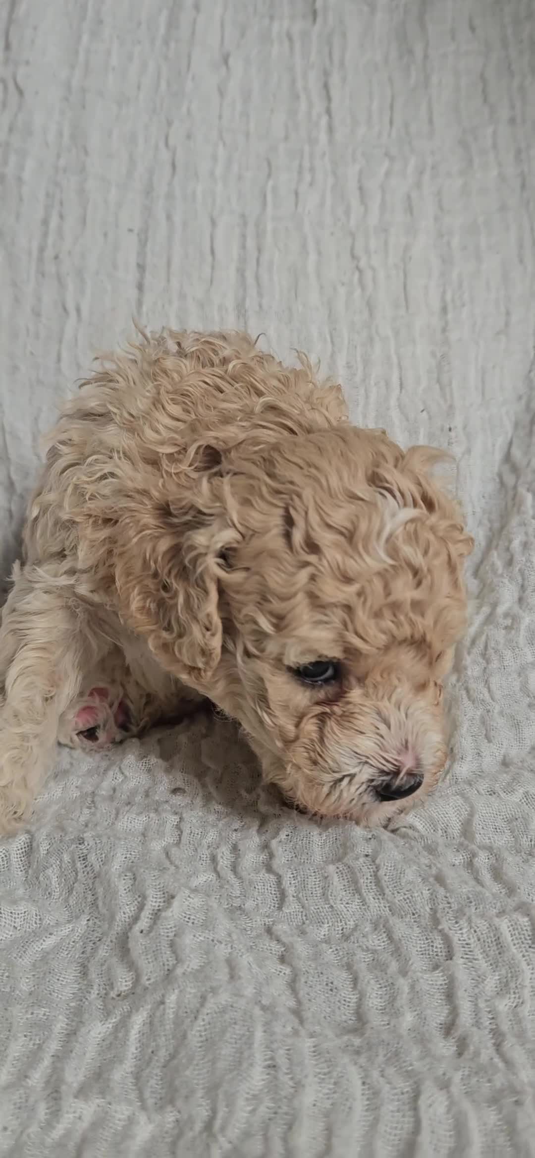 Mini Goldendoodle dogs for sale: 🐾✨ Beautiful Toy Goldendoodle Puppies  ✨🐾 - Video 1