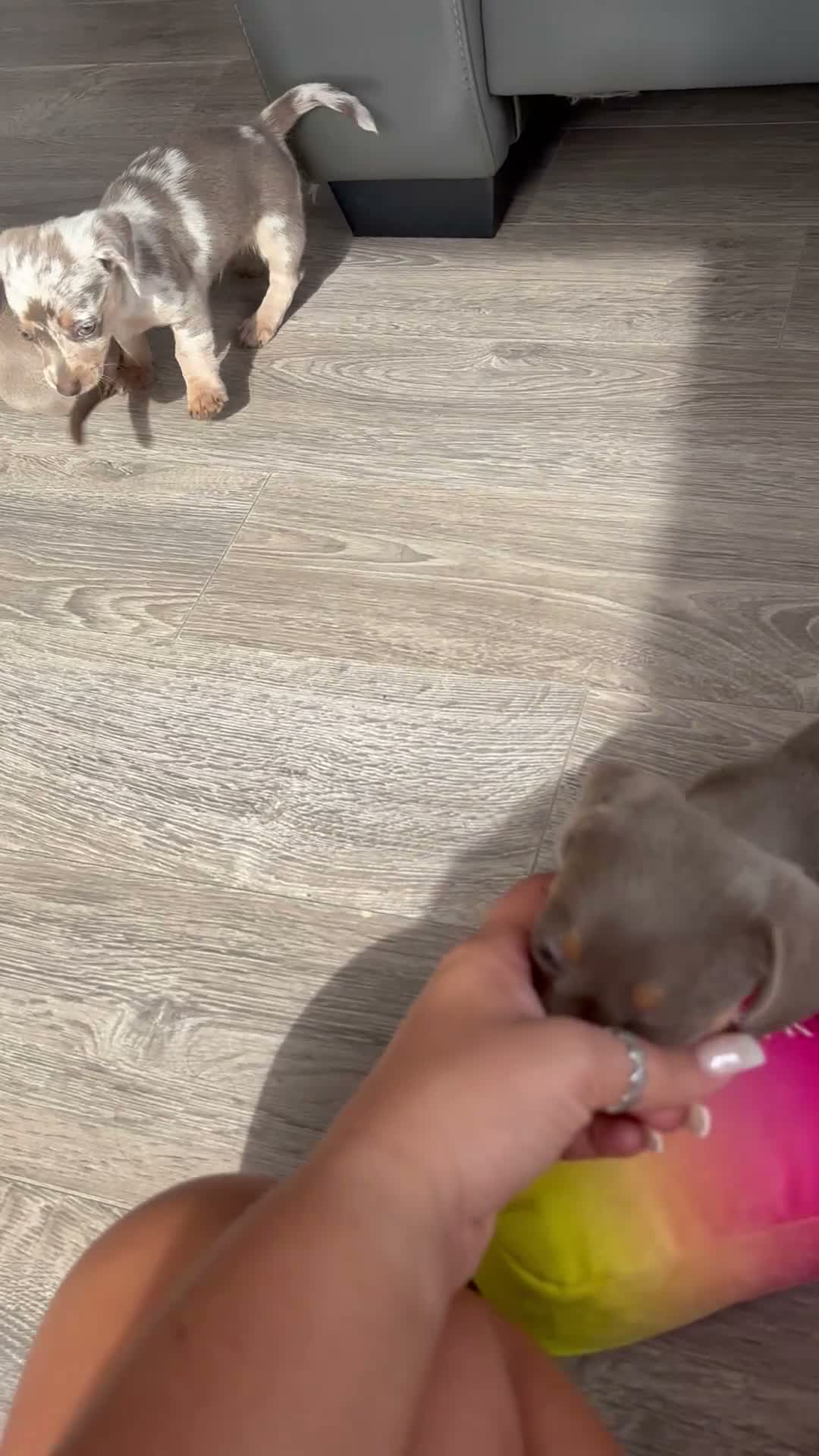 Chiweenie dogs for sale: Last Beautiful silver boy ready to go !! - Video 2