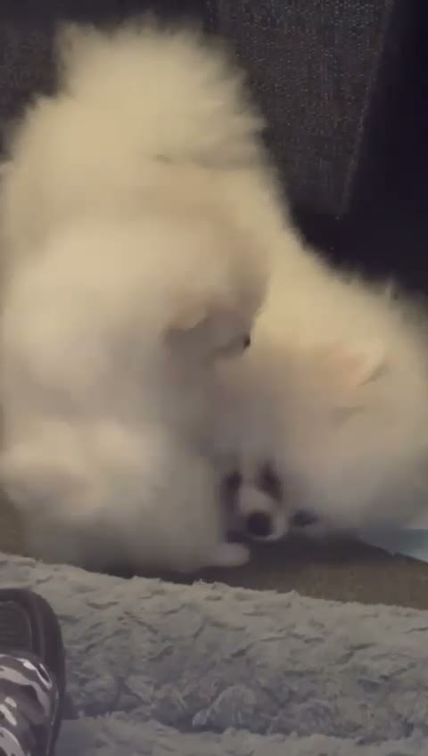 Pomeranian dogs for sale: Perfect Pomeranian’s  - Video 1
