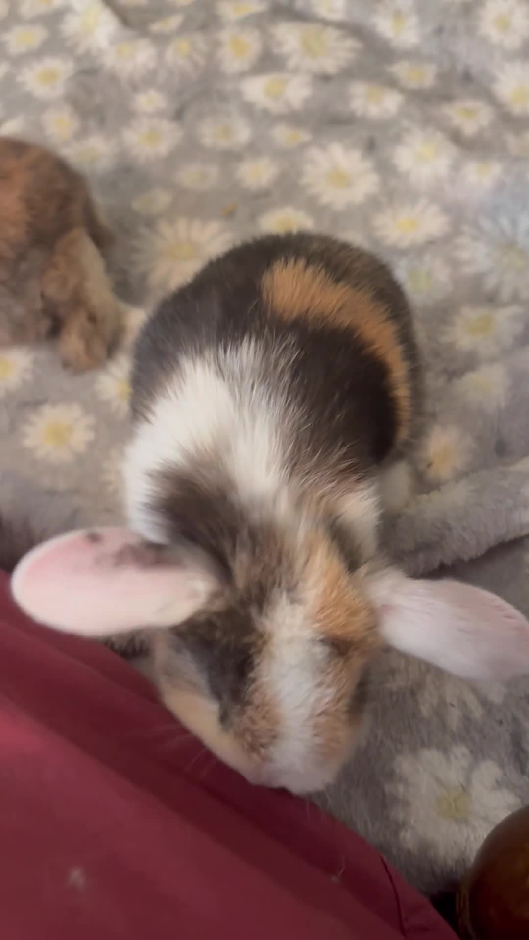 Mini Lop rabbits for sale: Mini lops-raised indoors-vaccinated  - Video 3