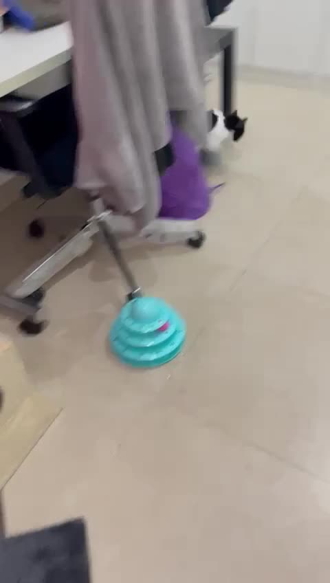 Mixed Breed cats for adoption: SUSHI - mix Persian girl fun affectionate spayed - Video 1