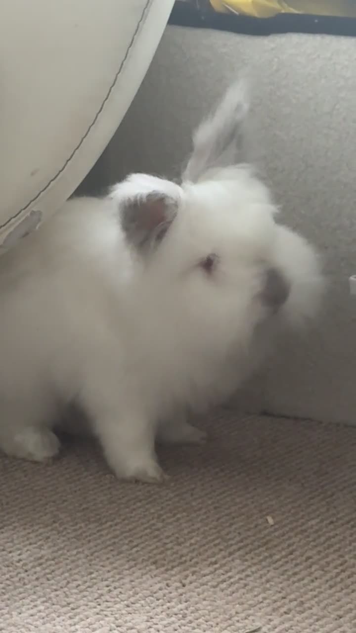 Lionhead rabbits for sale: Lionhead mix make rabbit looking for new home xx - Video 1