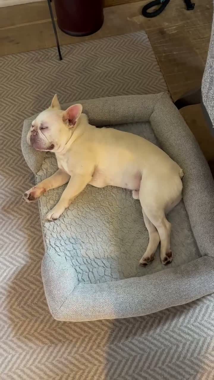 French Bulldog dogs for sale: White French bulldog in Middlesbrough - Video 1