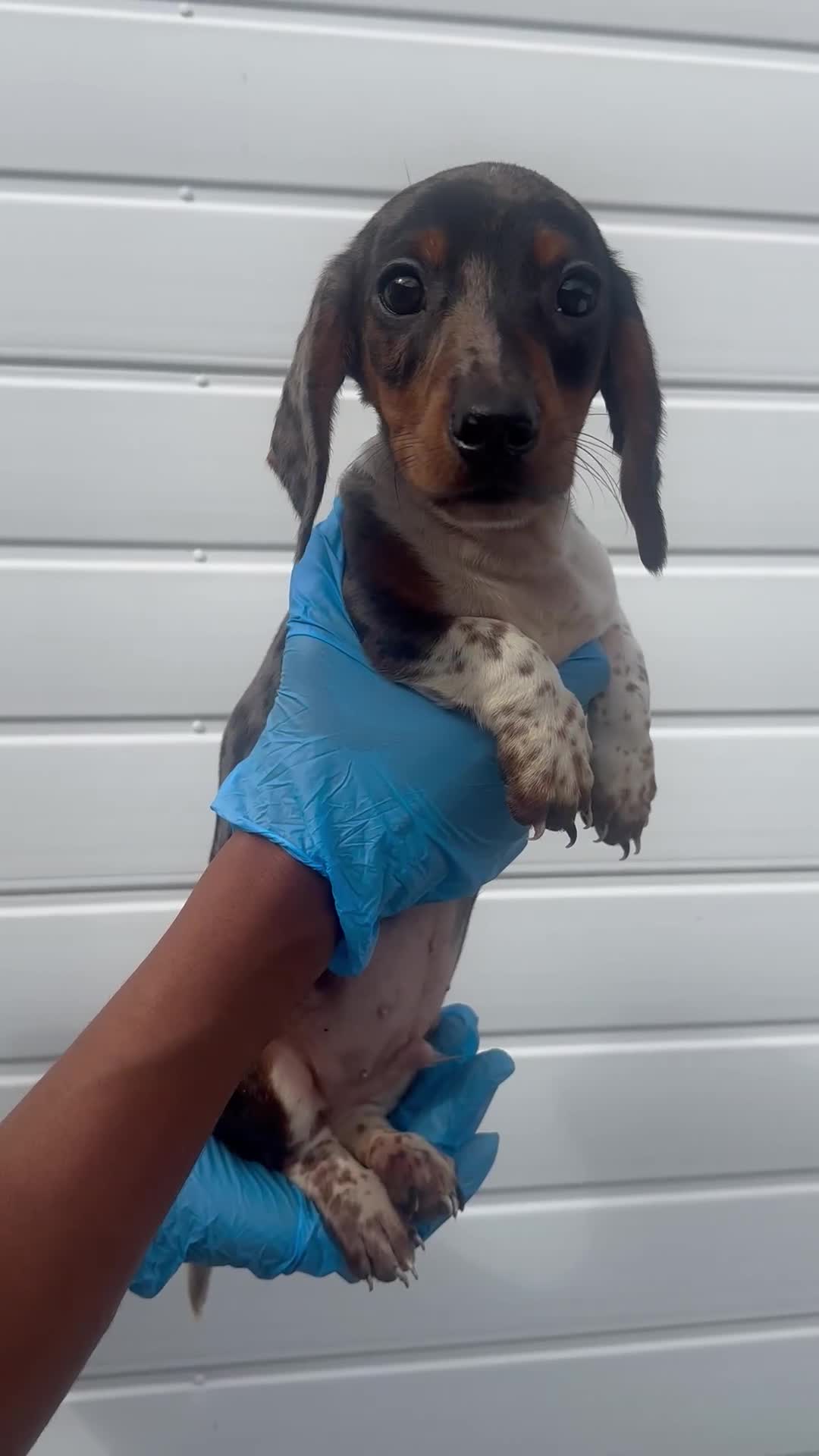 Miniature Dachshund dogs for sale: 2 male mini dachshund  - Video 1