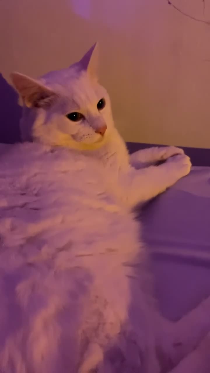 British Shorthair cats for sale: BONDED PAIR british shorthair turkish angora - Video 1