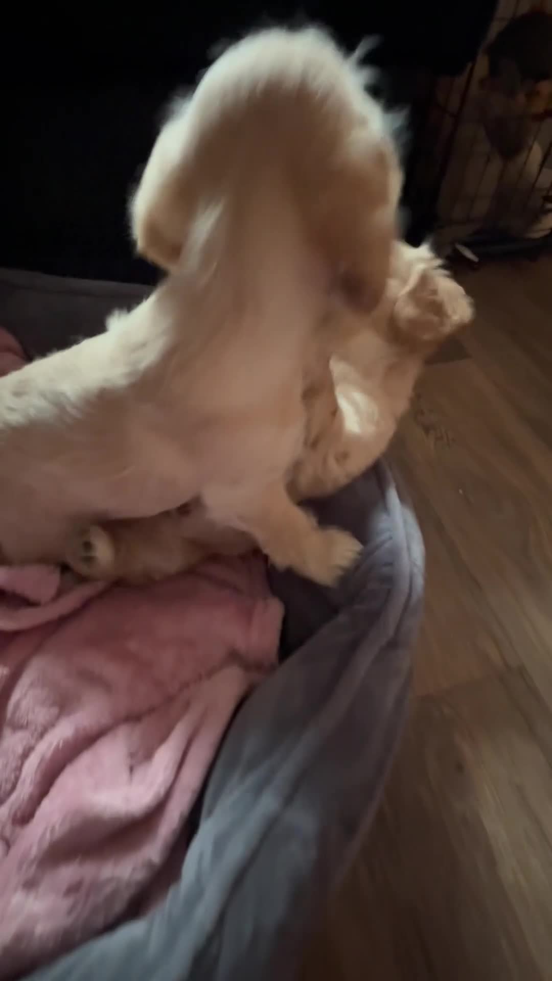 Mixed Breed dogs for sale: Dachshund Cavapoo mix  - Video 1