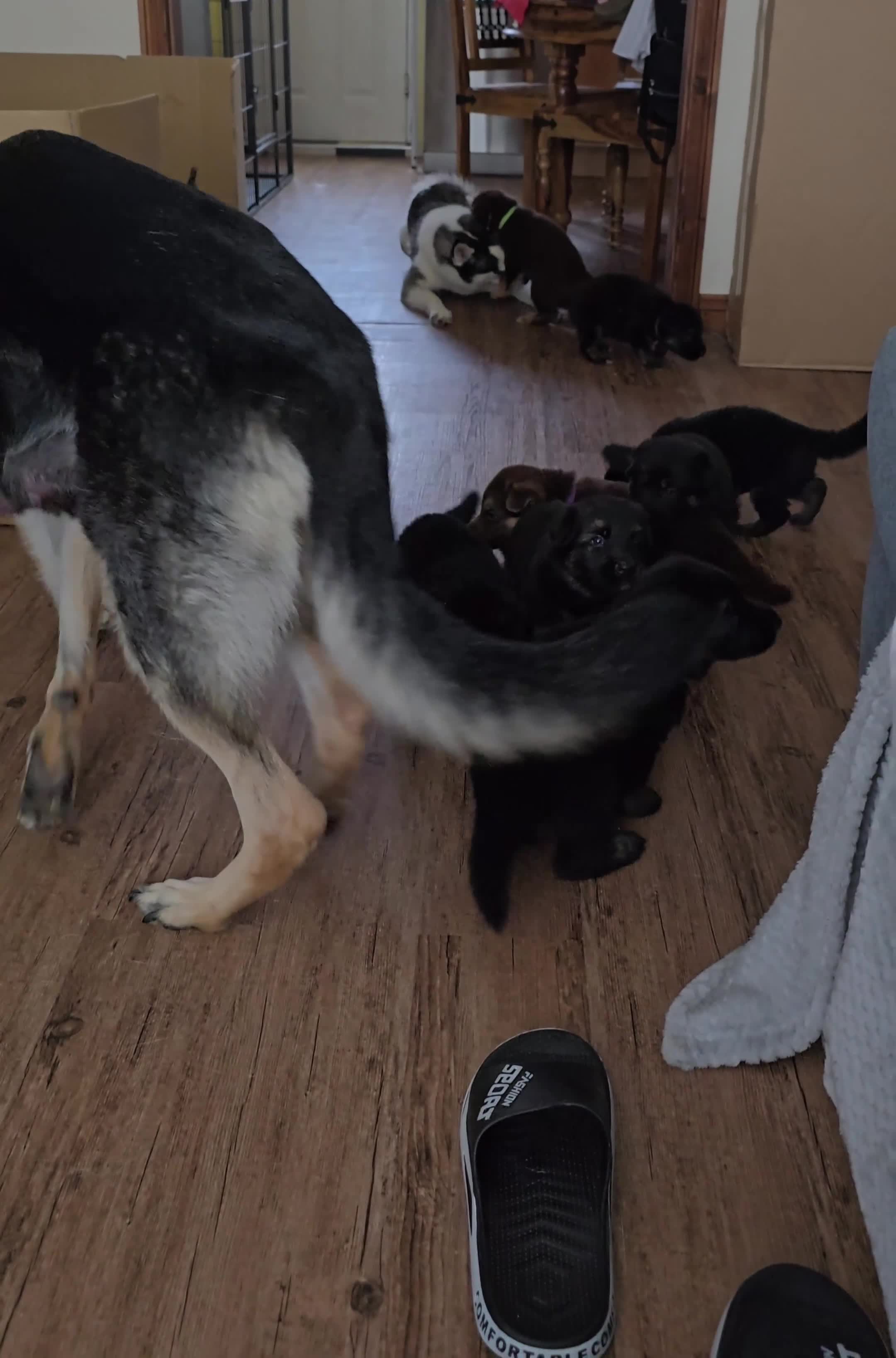 German Shepherd dogs for sale: German Shepherd puppies " 4 girls left  - Video 1