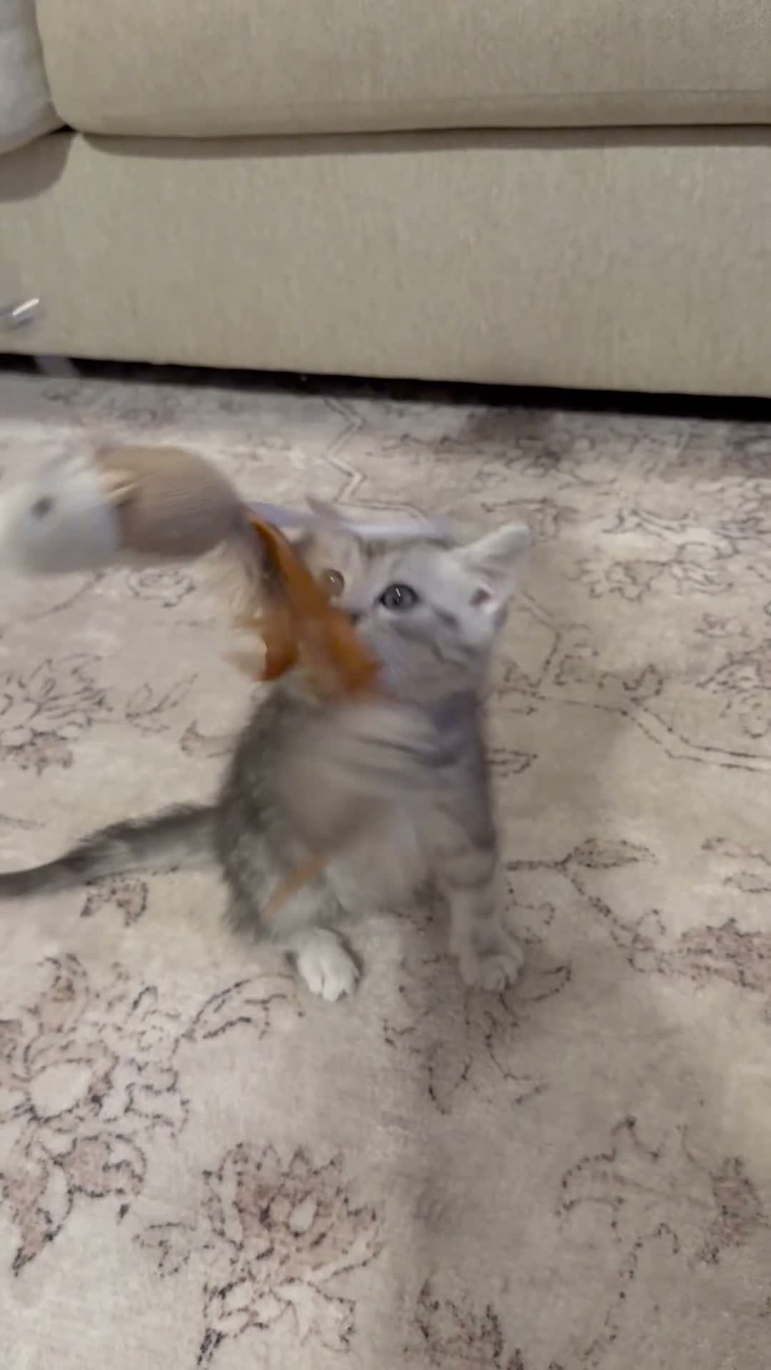 Persian cats for sale: Ready now - Persian x Maine coon kittens  - Video 1