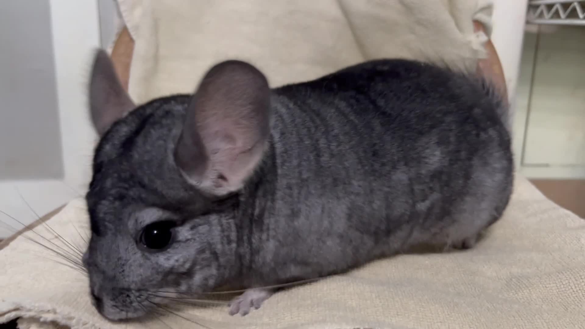 Chinchilla rodents for sale: Male and female violet wrap and grey chinchillas - Video 2