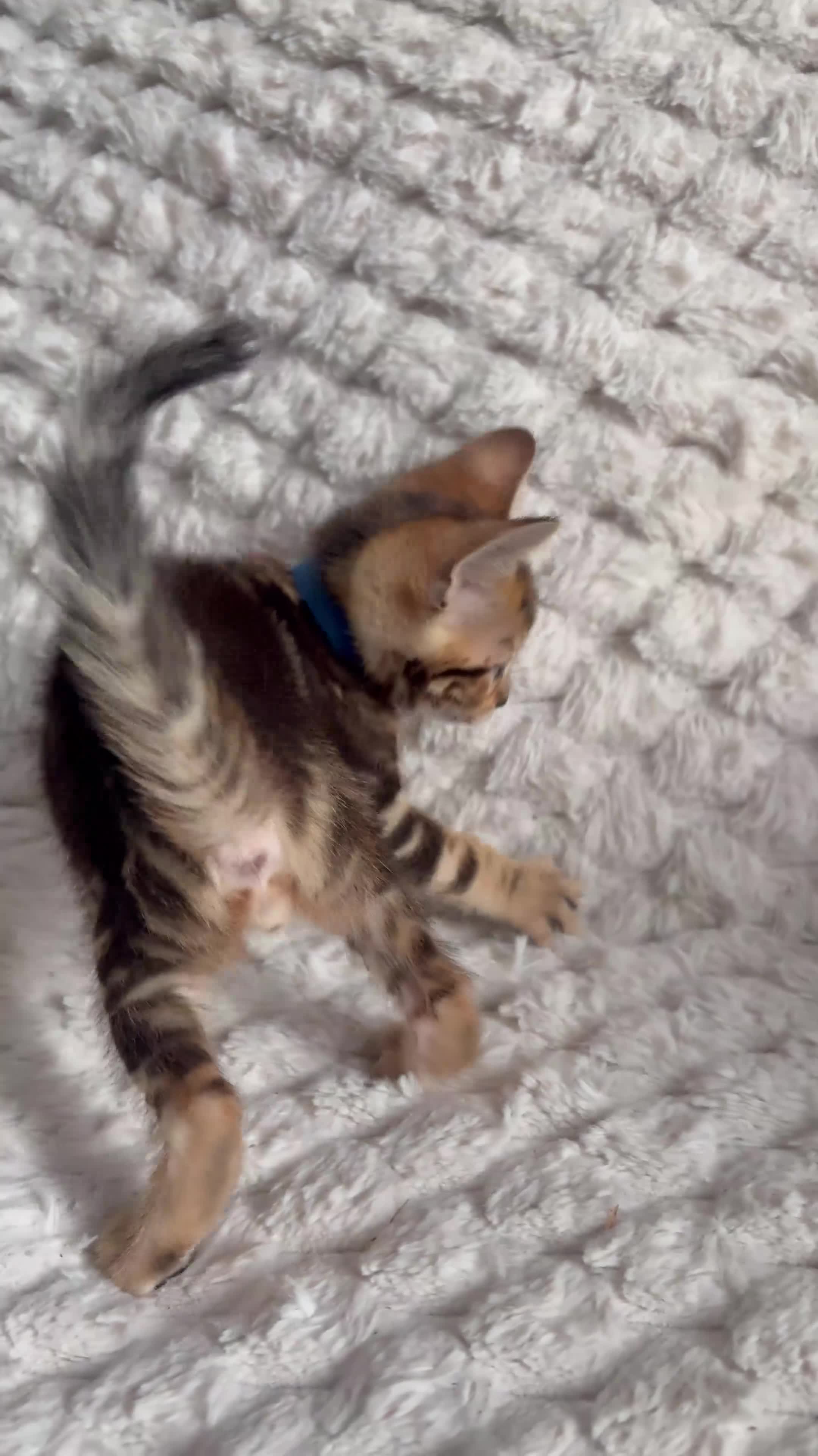Bengal cats for sale: Bengal Tabby Mixed Breed Kittens - Video 3