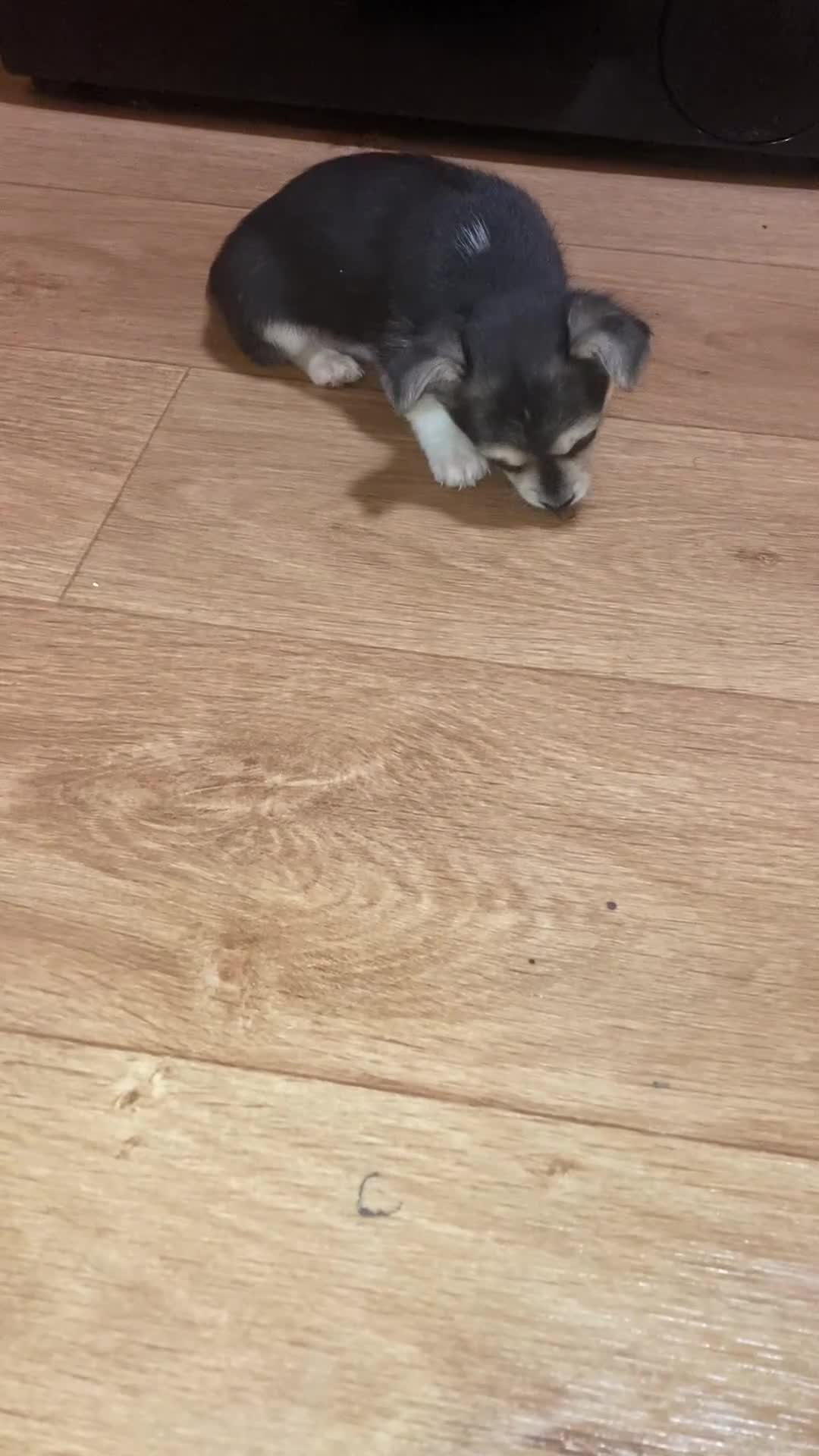 Chihuahua dogs for sale: Chiuhuah puppies  - Video 1