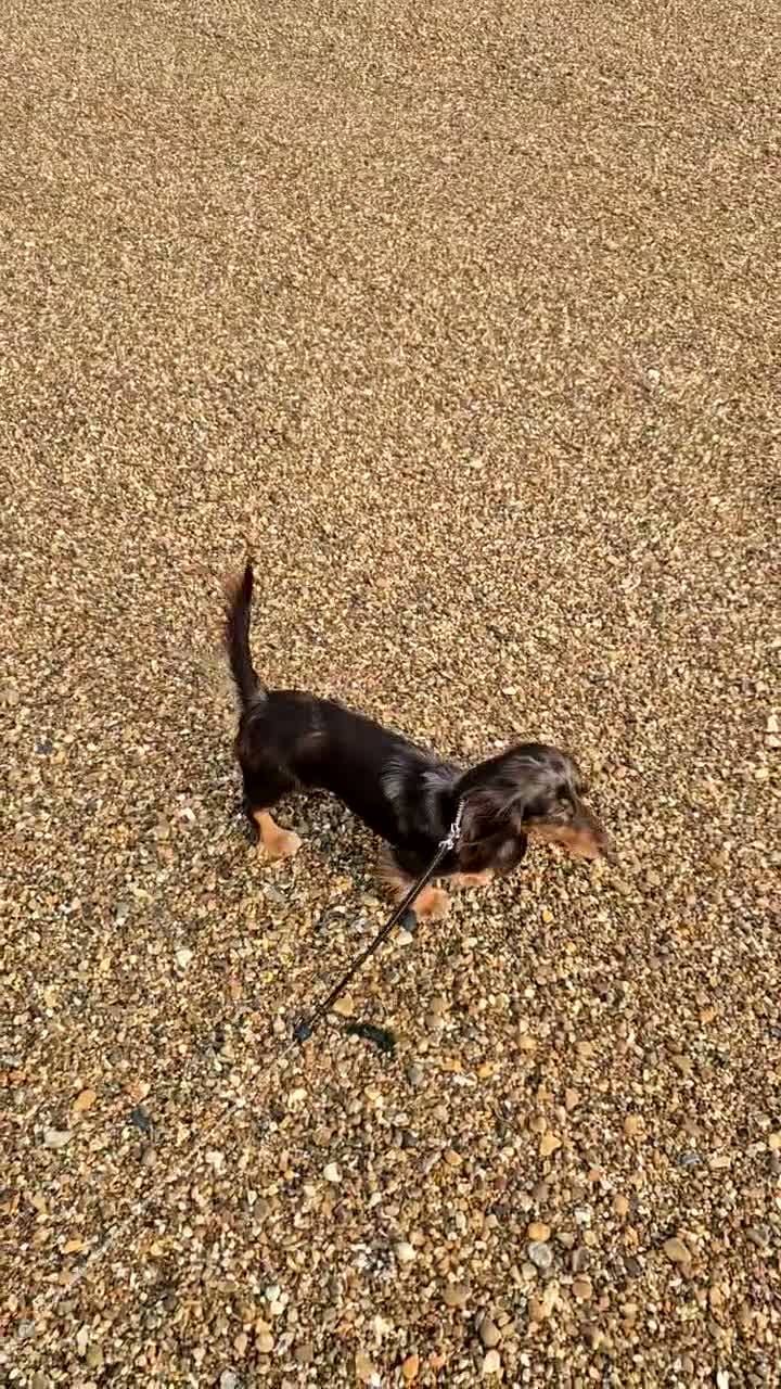 Miniature Dachshund dogs for sale: KC registered miniature dachshund girl  - Video 2