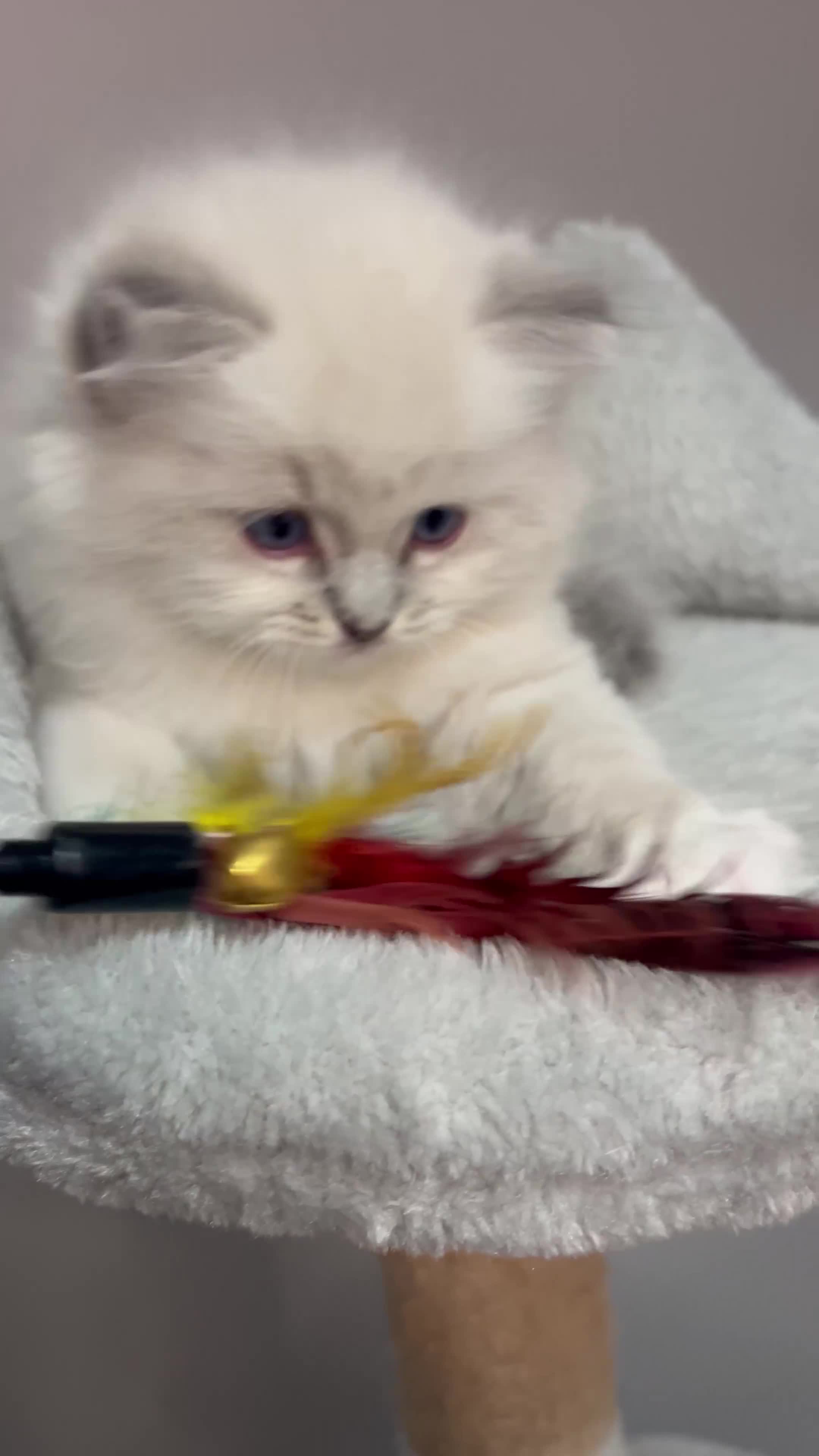 Ragdoll cats for sale: Registered Ragdolls kittens for sale - Video 2