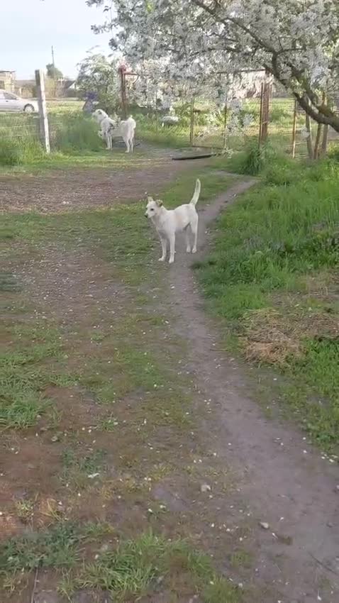 Mixed Breed dogs for adoption: 🐾🤍 LILY – A Little Girl for a Loving Home 🤍🐾 - Video 1
