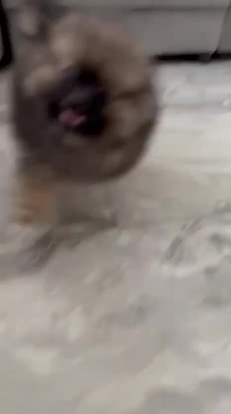Pomeranian dogs for sale: ⭐⭐⭐one girl left ready now ⭐⭐⭐ - Video 1