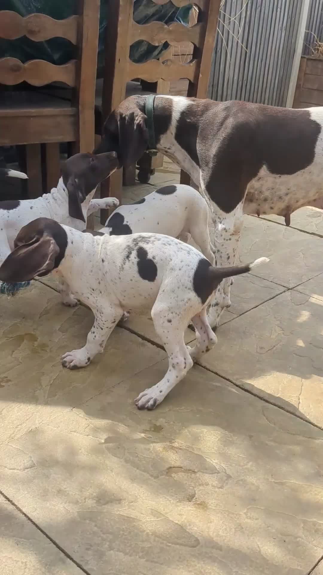 German Shorthaired Pointer dogs for sale: Beautiful German short haired pointer puppy's  - Video 1