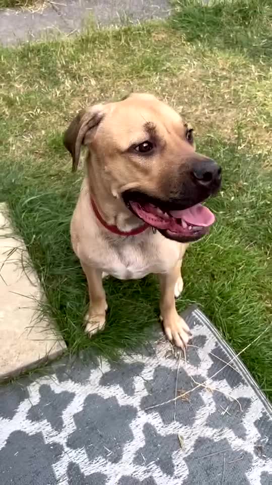 Mixed Breed dogs for sale: Cane Corso for rehoming - Video 1