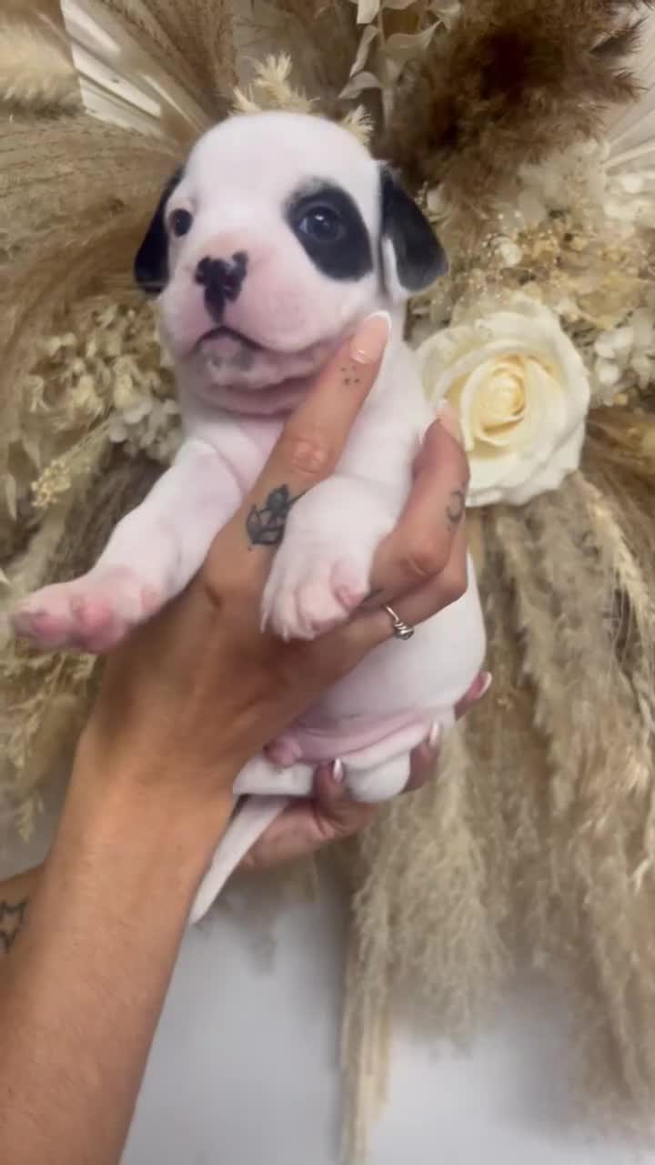 Mixed Breed dogs for sale: 🏡 Staff x American Bulldog Puppies  - Video 4