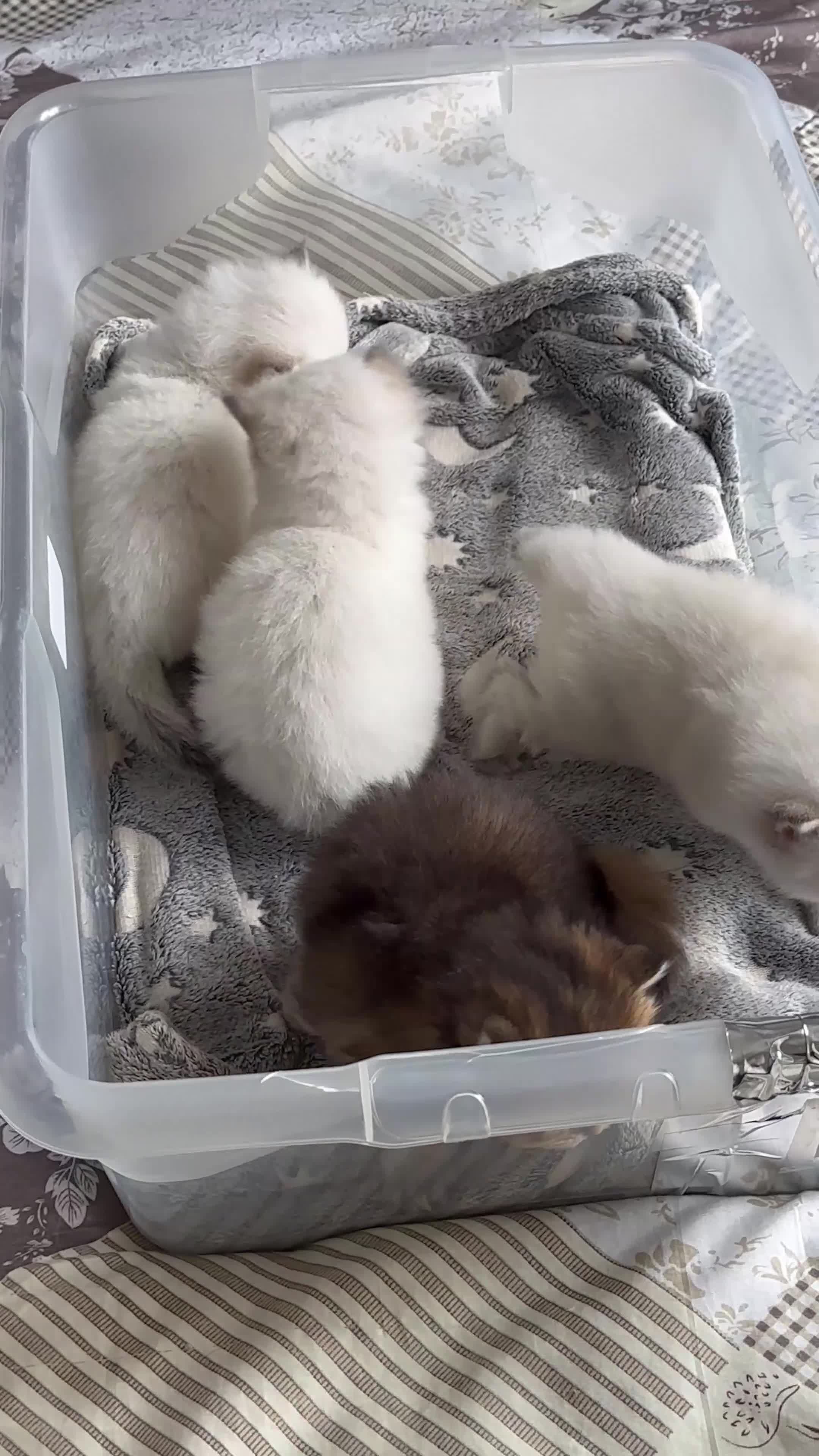 British Longhair cats for sale: Top qualityBritish longhaired kitten white&golden  - Video 4