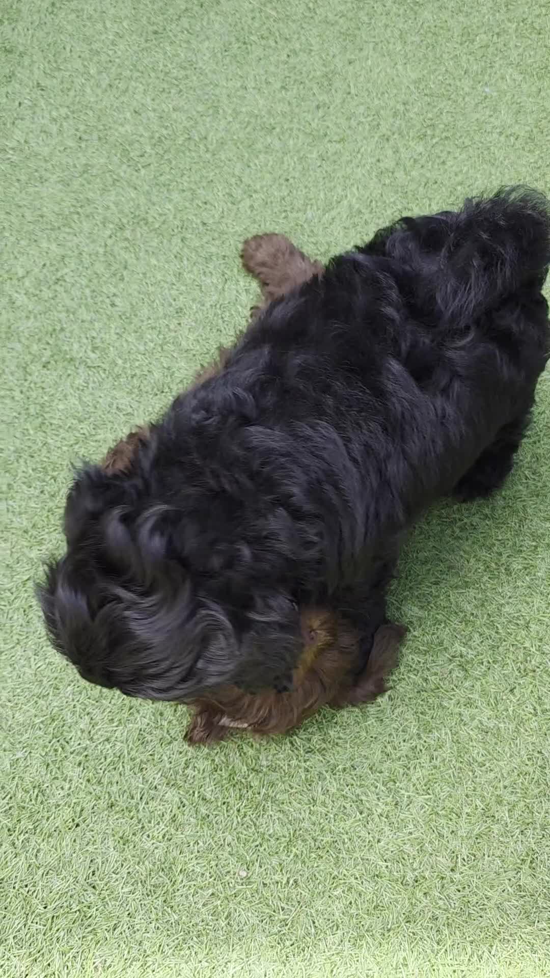 Shihpoo dogs for sale: Male puppy  - Video 2