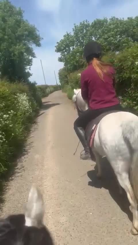 Welsh Section A horses for sale: For sale Welsh section A pony  - Video 1
