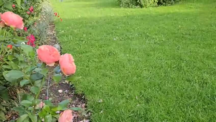Ducks poultry for sale: Two call drakes (male call ducks) - Video 1