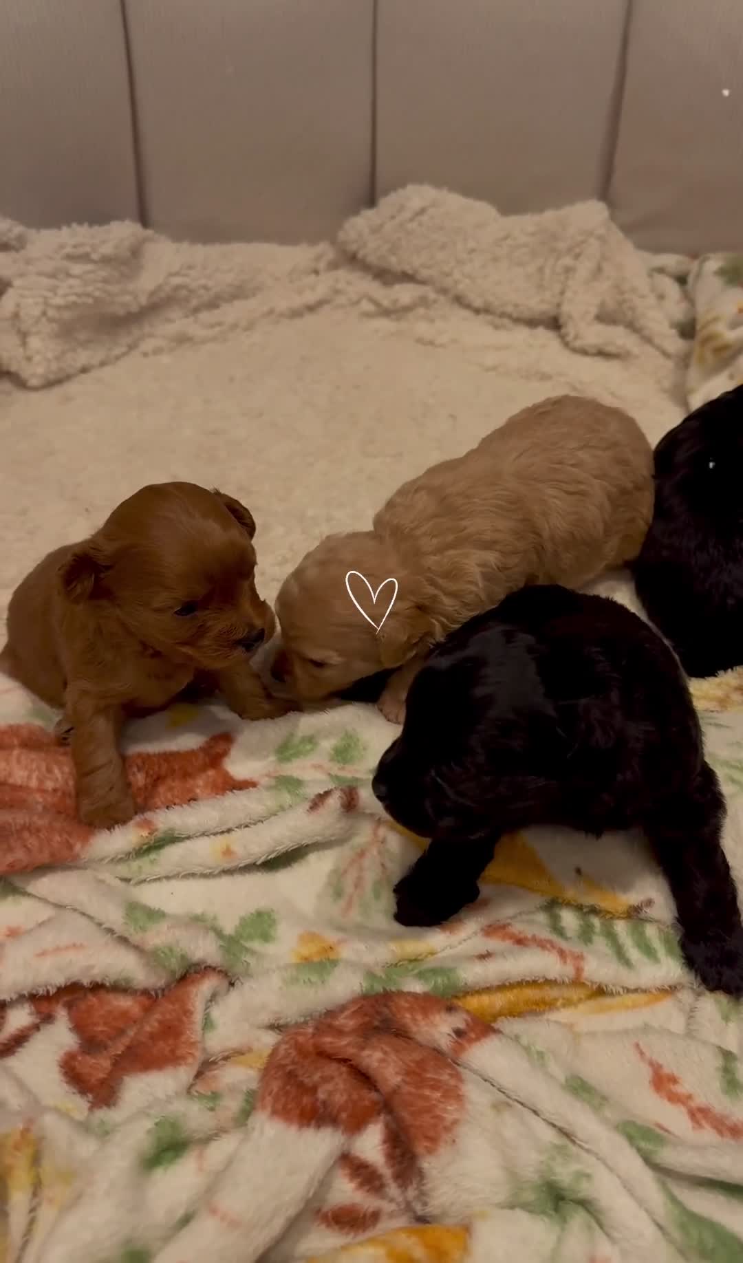 Maltipoo dogs for sale: Maltipoo Puppies - Video 1