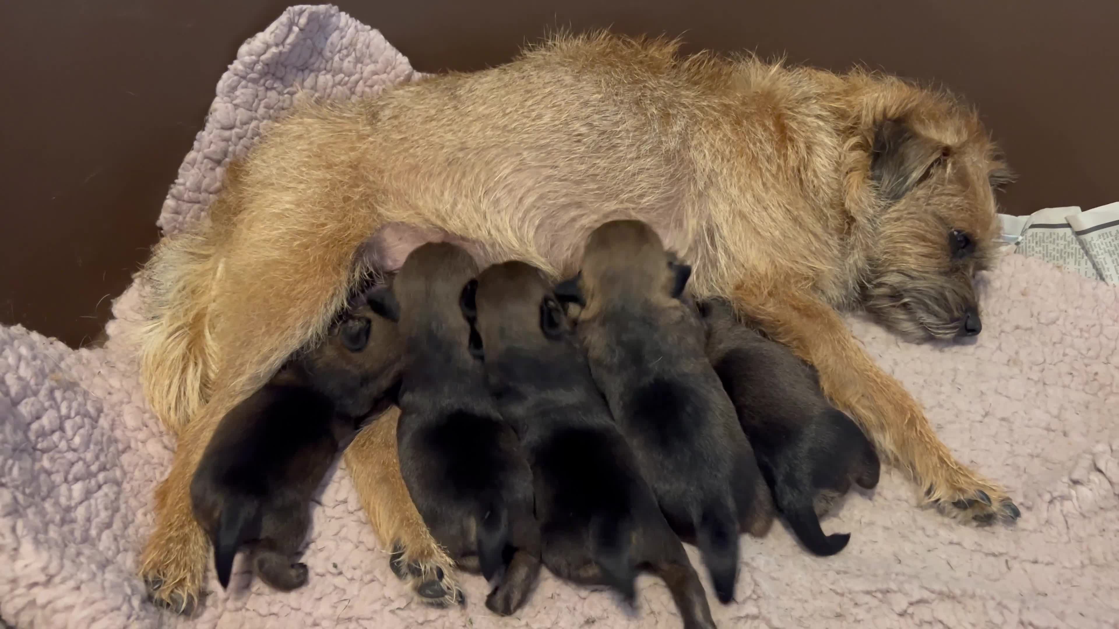 Border Terrier dogs for sale: Border terrier pups - Video 1