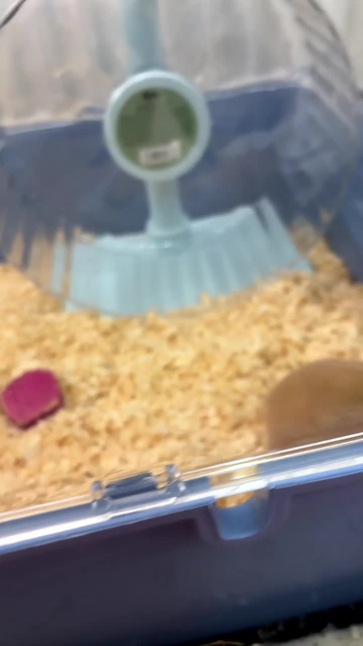 Hamster rodents for sale: Female Syrian hamster  - Video 1