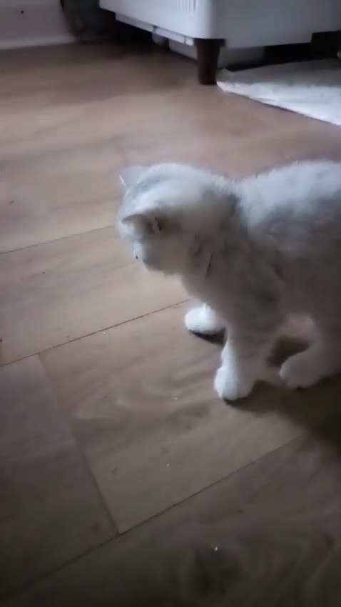 British Shorthair cats for sale: Beautiful  British Shorthair kittens  - Video 2