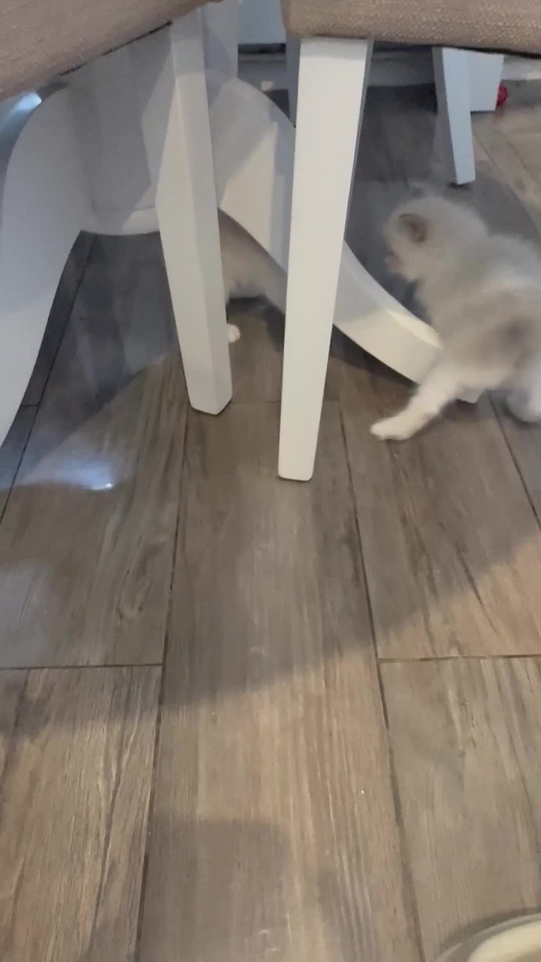Ragdoll cats for sale: Beautiful girl Ragdolls  - Video 2