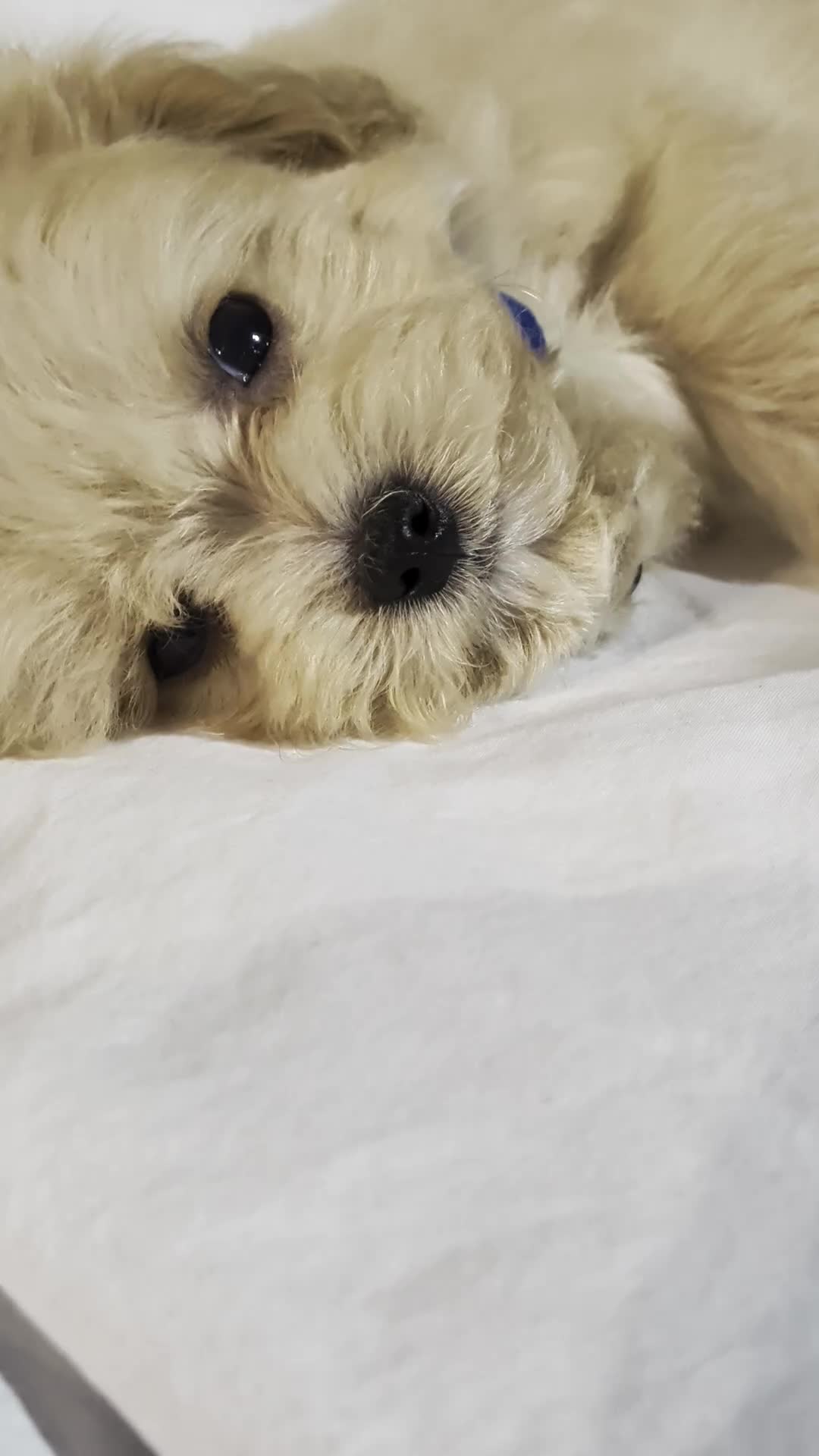 Maltipoo dogs for sale: Lovely Maltipoo Puppies Ready To Leave - Video 1