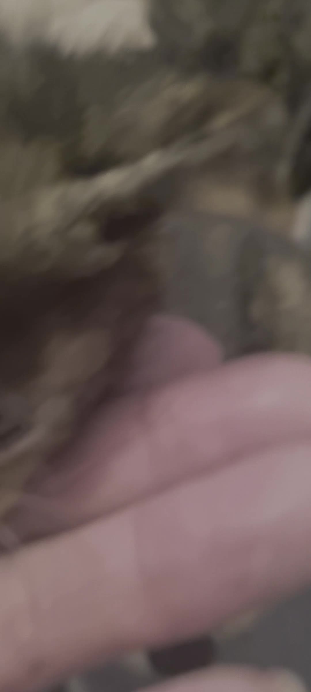 Mixed Breed cats for sale: Kittens for sale beautiful  - Video 1