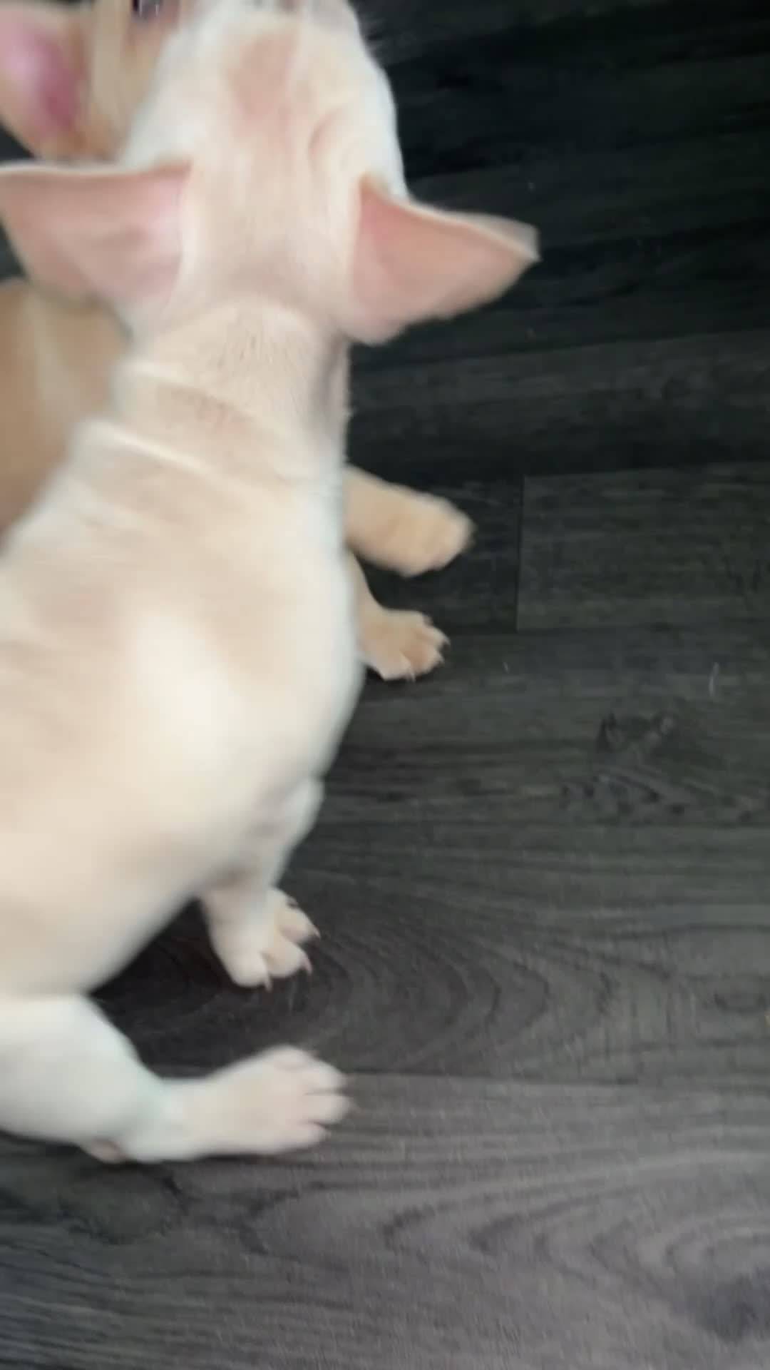 French Bulldog dogs for sale: French bulldog puppies  - Video 1