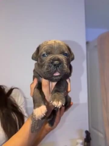 Cane Corso dogs for sale: ✨Top Quality Russian Bloodline Cane Corso Puppies✨ - Video 5