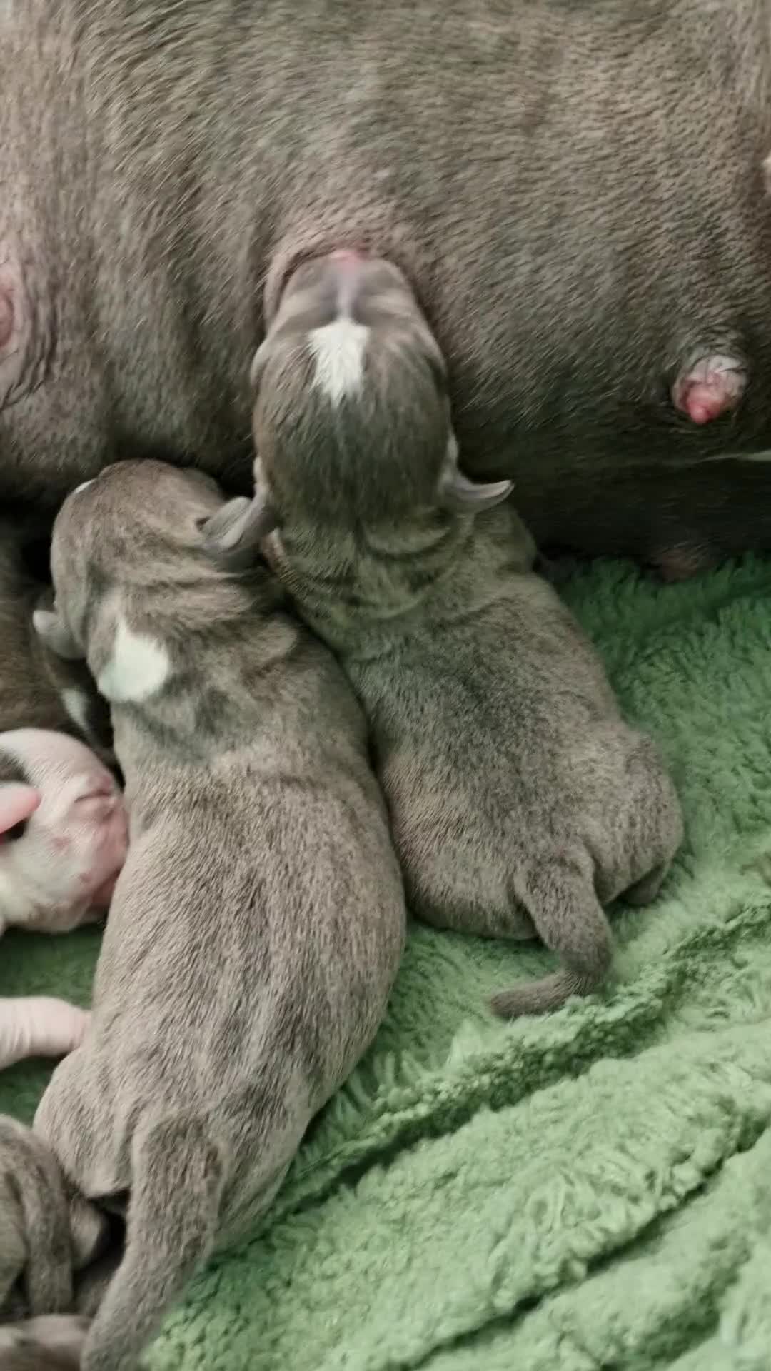 Staffordshire Bull Terrier dogs for sale: Stunning litter of Staffy Pups - Video 1