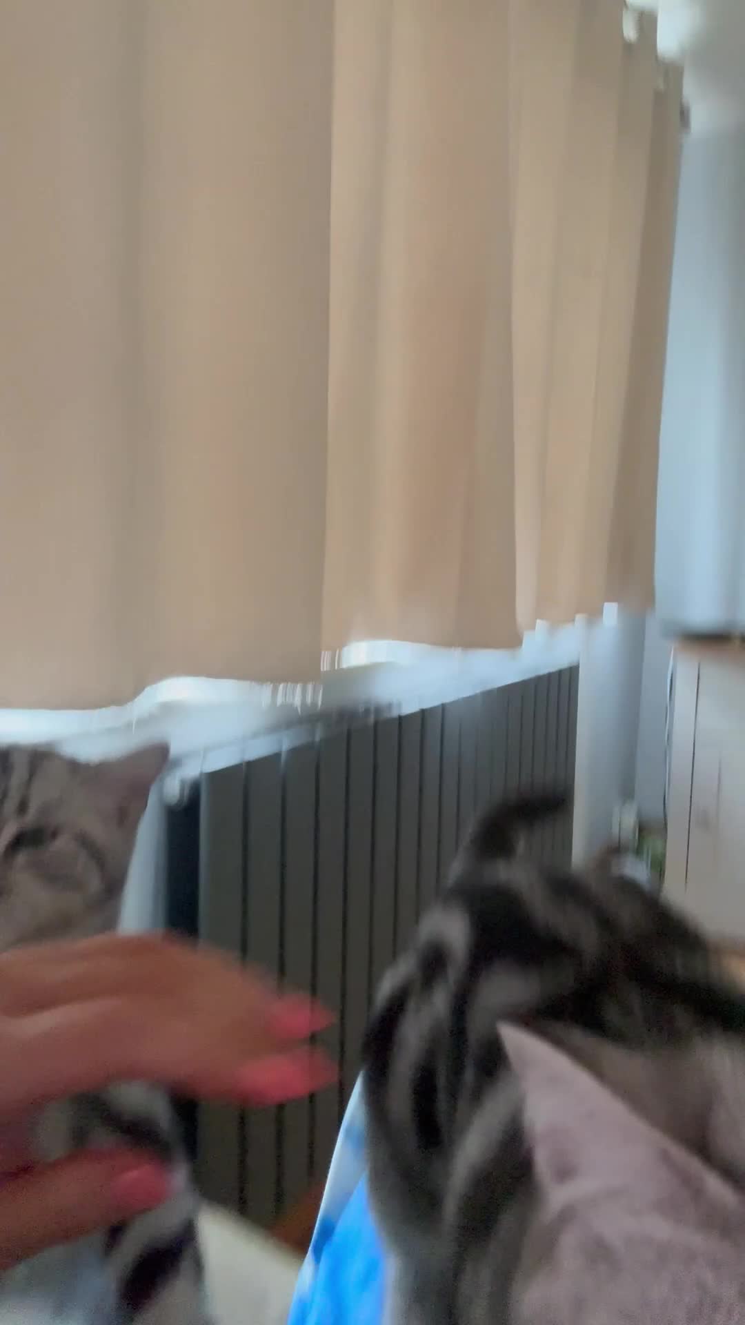 British Shorthair cats for sale: GCCF registered top quality BSH silver tabby boys  - Video 1