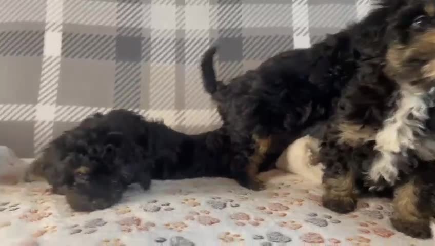 Cavapoo dogs for sale: Tiny cavapoos - Video 1