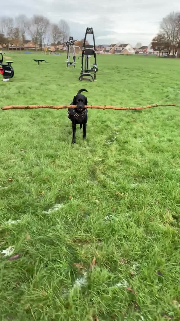 Labrador Retriever dogs for stud: Riley  in Leicester - Video 2